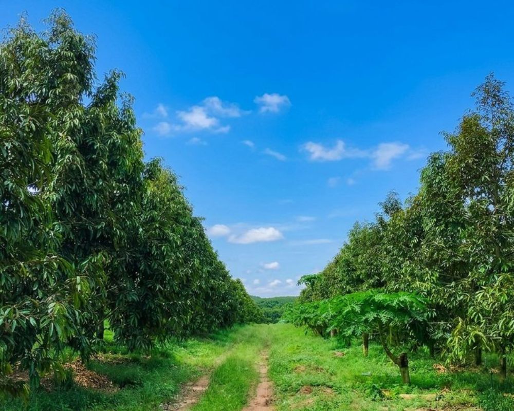 Land for sale